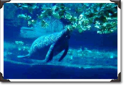 Manatee, Lowry Park Zoo, Tampa Bay, Florida Manatee, Lowry Park Zoo, Tampa Bay, Florida