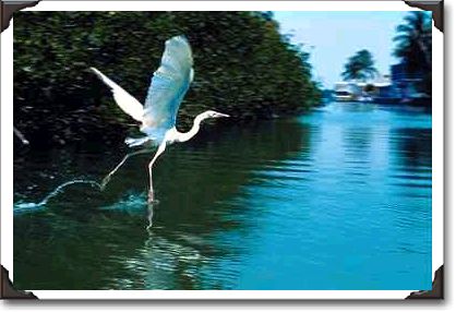 Great blue heron (white phase), Key Largo, Florida Great blue heron (white phase), Key Largo, Florida