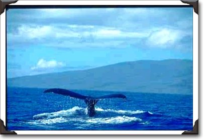 Humpback whale tail, Hawaii Humpback whale tail, Hawaii