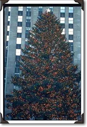 Close-up of large tree, Rockefeller Center, New York Close-up of large tree, Rockefeller Center, New York