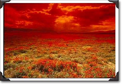 Desert sunset on a field of California poppies Desert sunset on a field of California poppies