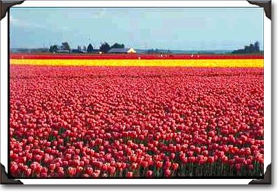 Field of Joy, Skagit Valley, Washington Field of Joy, Skagit Valley, Washington