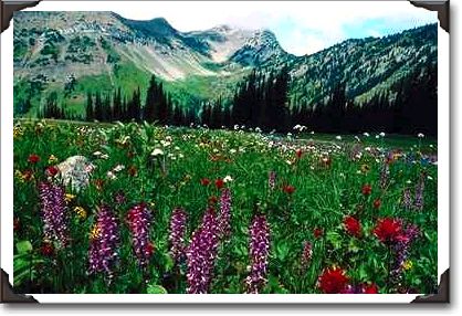 Alpine meadow in the Pasayten Wilderness, California Alpine meadow in the Pasayten Wilderness, California