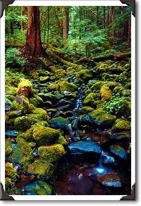 Typical rain forest scene near Sol Duc Hot Springs Typical rain forest scene near Sol Duc Hot Springs