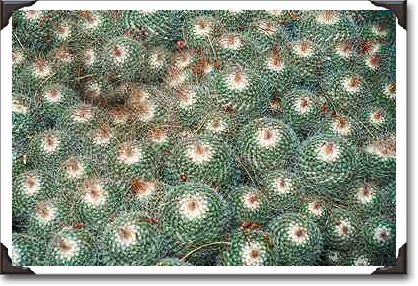 Cactus at Desert Botanical Gardens, Phoenix-Scottsdale Cactus at Desert Botanical Gardens, Phoenix-Scottsdale