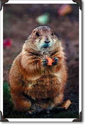Black-tailed prairie dog, Sonoran Desert Museum, Arizona Black-tailed prairie dog, Sonoran Desert Museum, Arizona