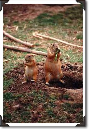 Black-tailed prairie dogs, Sonoran Desert Museum, Arizona Black-tailed prairie dogs, Sonoran Desert Museum, Arizona