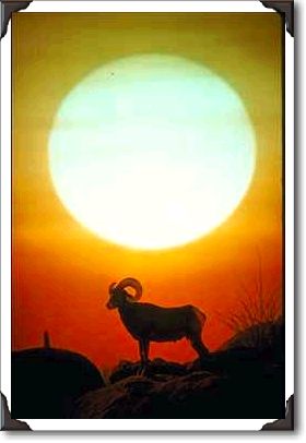 Desert bighorn sheep at sunset, southwestern U.S.A. Desert bighorn sheep at sunset, southwestern U.S.A.