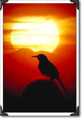 Curved bill thrasher on saguaro, Sonoran Desert Curved bill thrasher on saguaro, Sonoran Desert