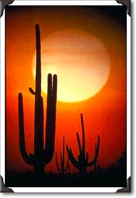 Saguaro cactus, Sonoran Desert Saguaro cactus, Sonoran Desert