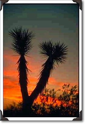 Yuccas, Mohave Desert Yuccas, Mohave Desert