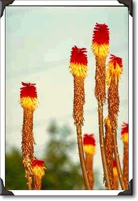 Desert bloom, outside Phoenix, Arizona Desert bloom, outside Phoenix, Arizona