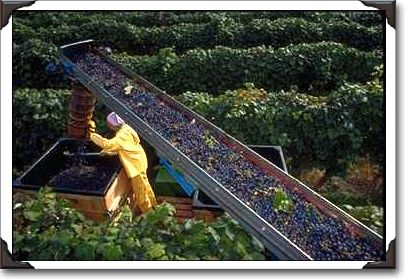 Harvesting Concord grapes, upstate New York Harvesting Concord grapes, upstate New York