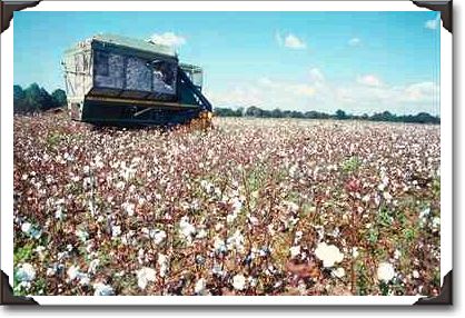 Cotton harvesting, Hartford, Alabama Cotton harvesting, Hartford, Alabama