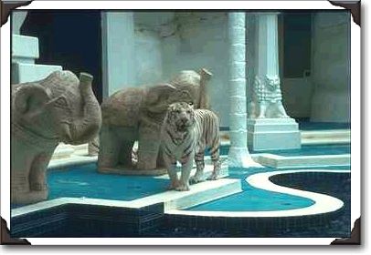 Live white tiger with elephant statues Live white tiger with elephant statues