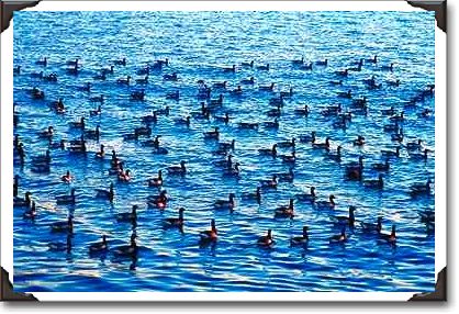 Canadian geese, Gravesend Bay, New York Canadian geese, Gravesend Bay, New York