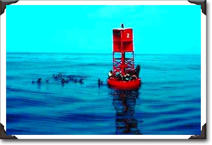 Sea lions on harbor buoy, Ventura, California Sea lions on harbor buoy, Ventura, California
