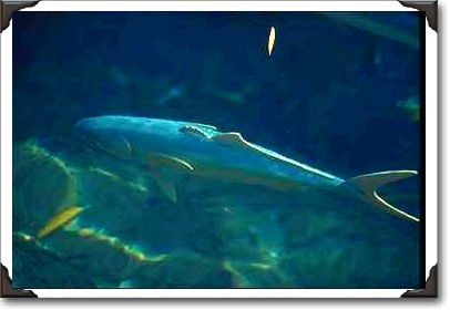Large fish at Sea Life Park, Oahu, Hawaii Large fish at Sea Life Park, Oahu, Hawaii