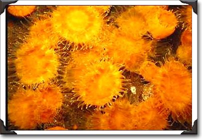 Yellow-orange clip coral, Puget Sound, Washington Yellow-orange clip coral, Puget Sound, Washington