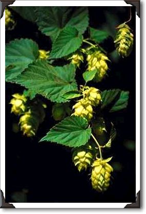 Hops, Moxee, Washington Hops, Moxee, Washington