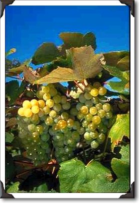 Niagara grapes in upstate New York Niagara grapes in upstate New York