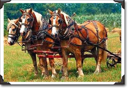 Belgians on Amish farm, Holmes County, Ohio Belgians on Amish farm, Holmes County, Ohio
