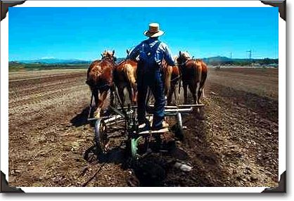 Belgian horses plowing, four-up, Red Top Farm, California Belgian horses plowing, four-up, Red Top Farm, California
