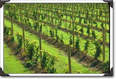 Young Concord grape vineyard, upstate New York Young Concord grape vineyard, upstate New York