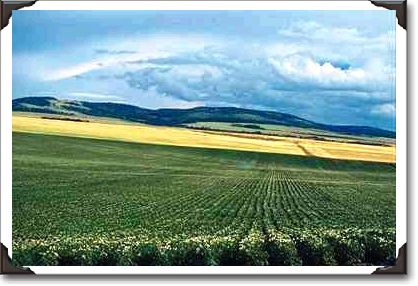 Potato fields in Idaho Potato fields in Idaho