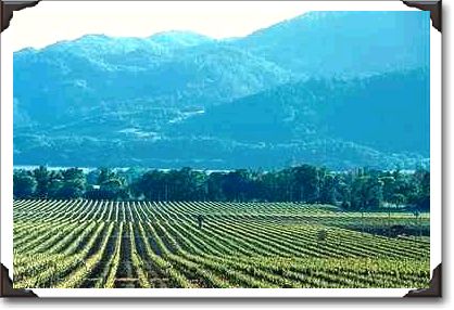 Vineyard, Napa Valley, California Vineyard, Napa Valley, California