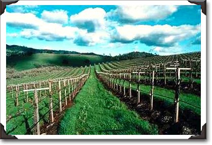 Vineyard, Howell Mountain, Napa Valley, California Vineyard, Howell Mountain, Napa Valley, California