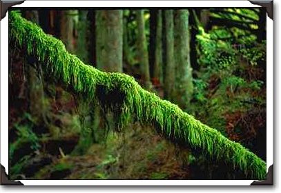 Moss in forest light, Washington State Moss in forest light, Washington State