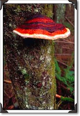 Red tree fungus in forest, Washington State Red tree fungus in forest, Washington State