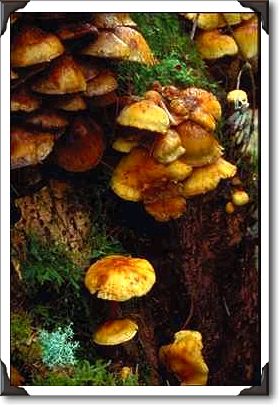 Tiny fungus, moss, frost, Stillaguamish River, Washington Tiny fungus, moss, frost, Stillaguamish River, Washington