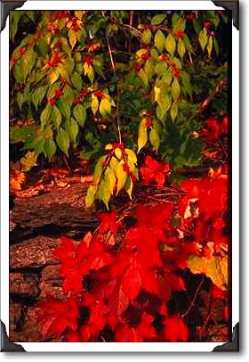 Autumn landscape, New England Autumn landscape, New England