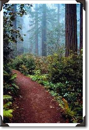 Coastal redwoods, Lady Bird Johnson Grove, California Coastal redwoods, Lady Bird Johnson Grove, California