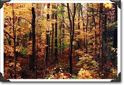 Fall foliage, Kangamus Highway, New Hampshire Fall foliage, Kangamus Highway, New Hampshire