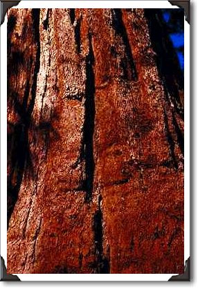 Sequoia close-up, Sequoia National Park, Yosemite, CA Sequoia close-up, Sequoia National Park, Yosemite, CA