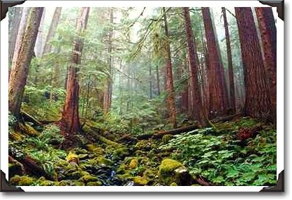 Tree stretch skyward in morning rains, Washington State Tree stretch skyward in morning rains, Washington State