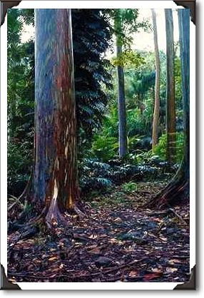 Painted bark eucalyptus, Maui, Hawaii Painted bark eucalyptus, Maui, Hawaii