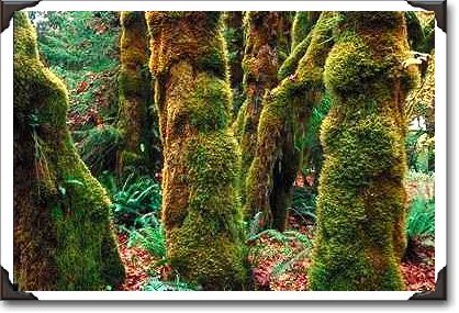 Hoh Rain Forest, Olympic National Park, Washington Hoh Rain Forest, Olympic National Park, Washington