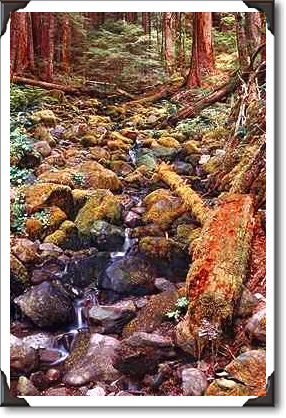 Common Minnesota rock bed stream Common Minnesota rock bed stream