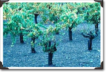 Vineyard, Napa Valley, California Vineyard, Napa Valley, California