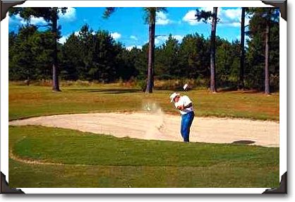 Out of the sand at Lake Marion, Santee, South Carolina Out of the sand at Lake Marion, Santee, South Carolina