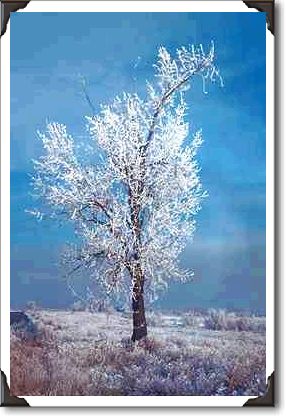Snow, fog and tree covered with rime ice, Orem, Utah Snow, fog and tree covered with rime ice, Orem, Utah