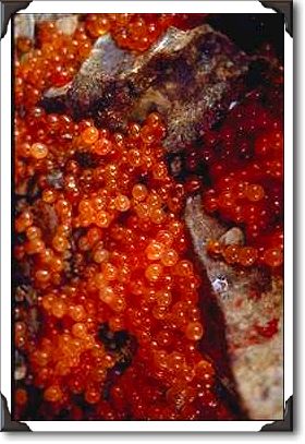 Salmon eggs, hatchery, Alaska Salmon eggs, hatchery, Alaska