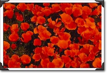 California poppies in bloom, Lancaster, California California poppies in bloom, Lancaster, California