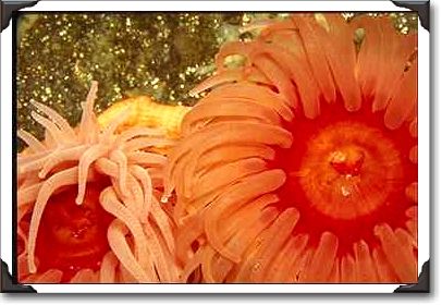 Anemone, Puget Sound, Washington State Anemone, Puget Sound, Washington State