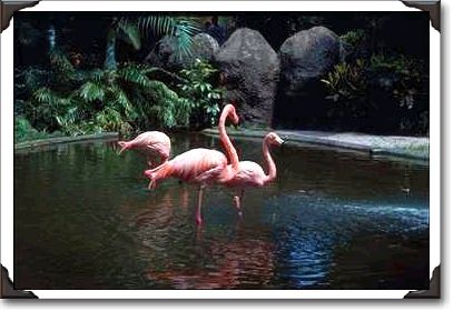 Pink flamingos in pond, St. Petersburg, Florida Pink flamingos in pond, St. Petersburg, Florida