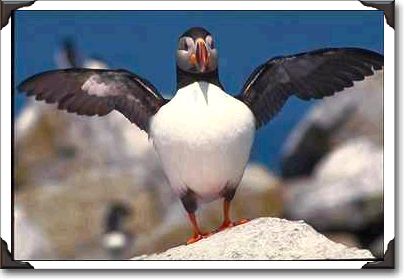 Puffin, Machia Island, Maine Puffin, Machia Island, Maine
